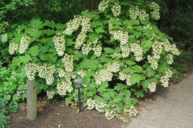 Picture of Hydrangea quercifolia 'Snowflake' Snowflake Oakleaf Hydrangea