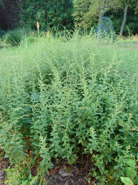 Picture of Solidago rugosa 'Fireworks' Fireworks Goldenrod