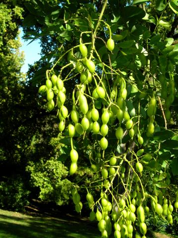 Picture of Sophora japonica  Japanese Pagodatree