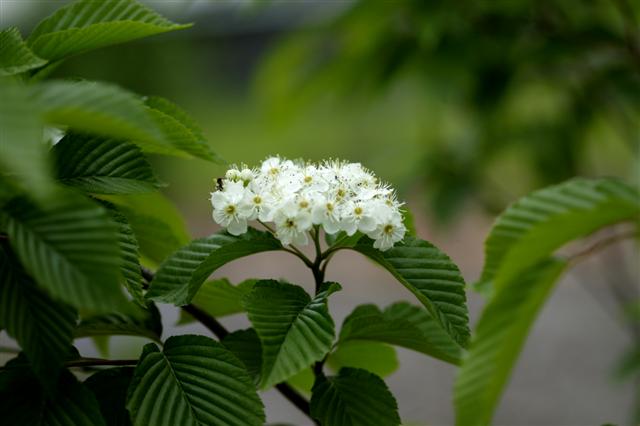 Picture of Sorbus alnifolia  Korean Mountain Ash