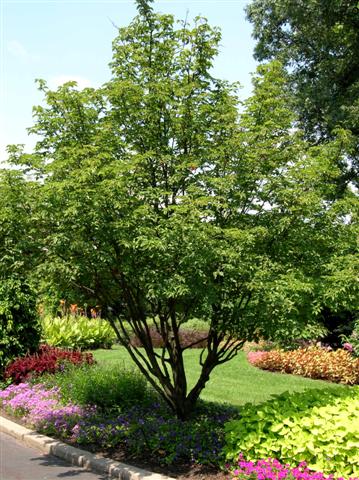 Picture of Sorbus alnifolia  Korean Mountain Ash