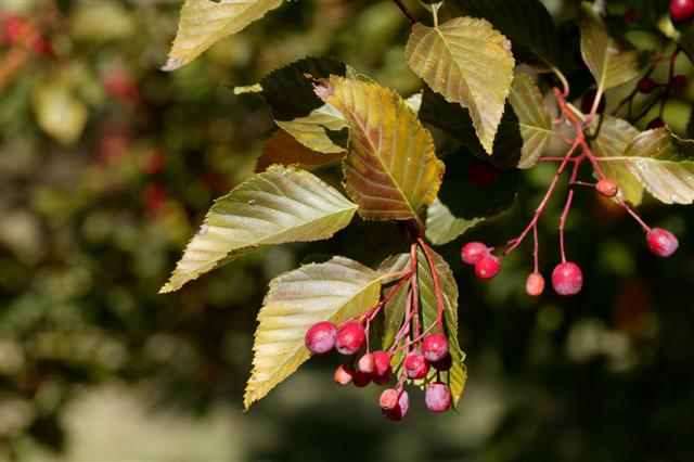 Picture of Sorbus%20alnifolia%20%20Korean%20Mountain%20Ash