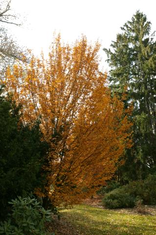 Picture of Sorbus alnifolia  Korean Mountain Ash