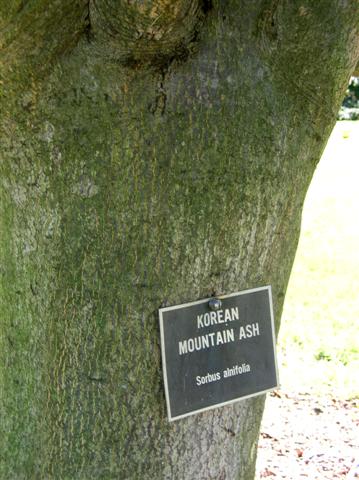 Picture of Sorbus alnifolia  Korean Mountain Ash