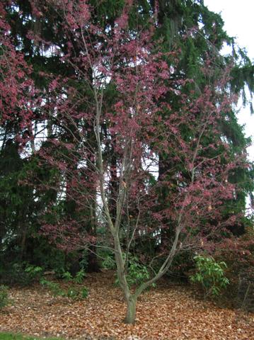 Picture of Sorbus alnifolia  Korean Mountain Ash