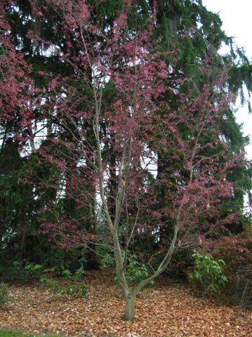 Picture of Sorbus%20alnifolia%20%20Korean%20Mountain%20Ash