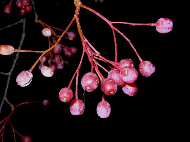 Picture of Sorbus alnifolia  Korean Mountain Ash