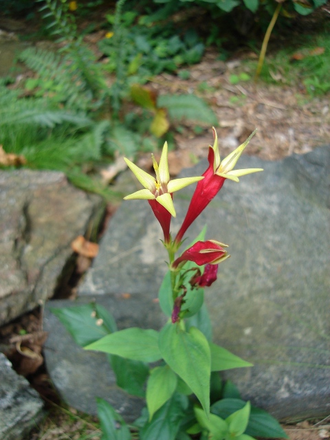 Picture of Spigelia marilandica  Indian Pink