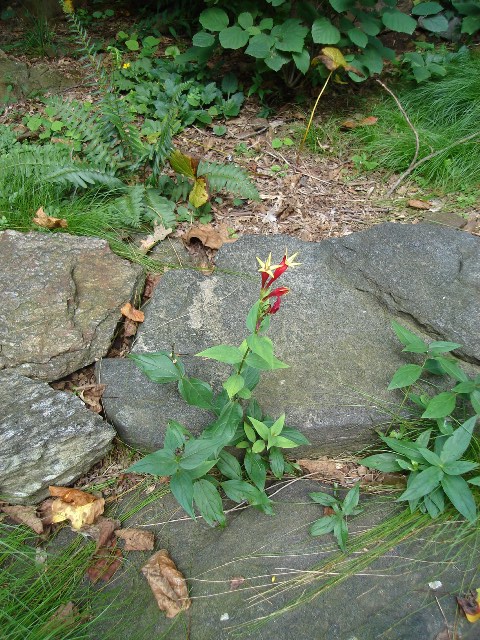 Picture of Spigelia marilandica  Indian Pink