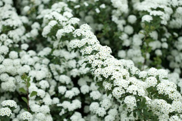 Picture of Spiraea x vanhouttei  Vanhoutte Spirea