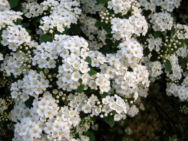 Picture of Spiraea x vanhouttei  Vanhoutte Spirea