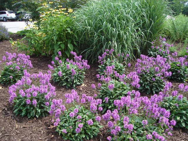 Picture of Stachys officinalis  Wood Betony