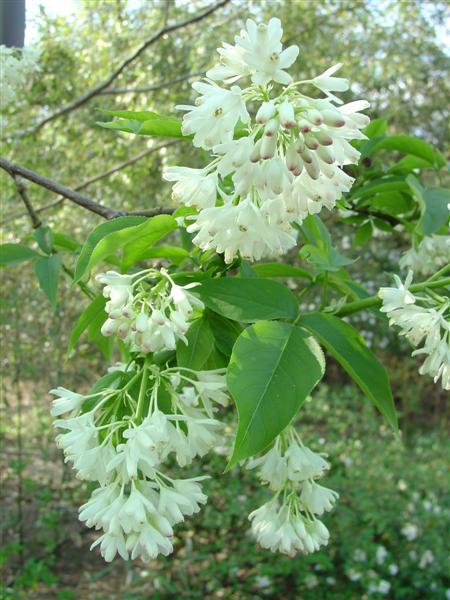 Picture of Staphylea colchica  Colchis Bladdernut