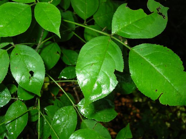 Picture of Staphylea%20trifolia%20%20American%20Bladdernut