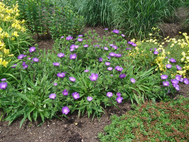 Picture of Stokesia laevis 'Purple Parasols' Purple Parasols Stokes Aster