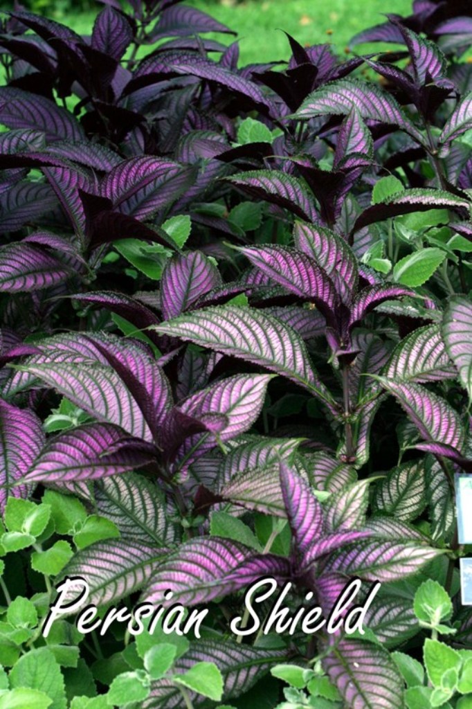 Picture of Strobilanthes dyerianus 'Persian Shield' Persian Shield