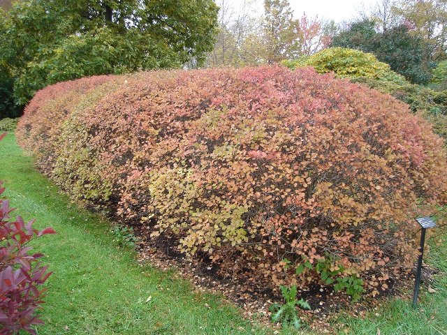 Picture of Syringa meyeri 'Palibin' Dwarf Korean Lilac