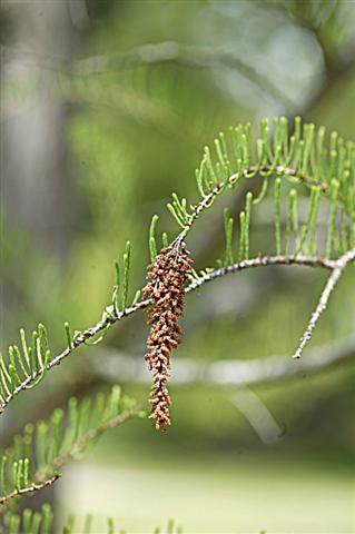 Picture of Taxodium ascendens  Pond Cypress