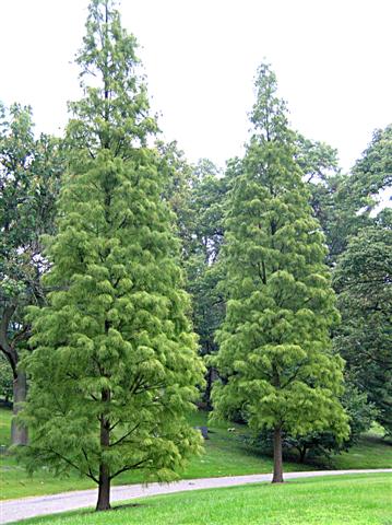 Picture of Taxodium ascendens  Pond Cypress