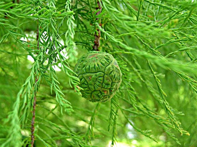 Picture of Taxodium ascendens  Pond Cypress