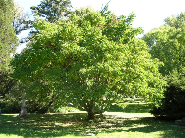 Tetradium daniellii tetradiumdanieliispringgrove101306(Small).jpg