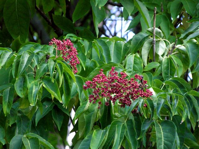 Picture of Tetradium daniellii  Bee Tree