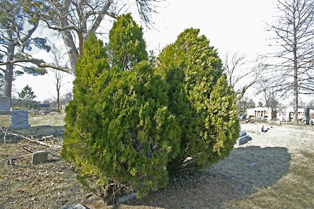 Picture of Thuja orientalis  Oriental Arborvitae