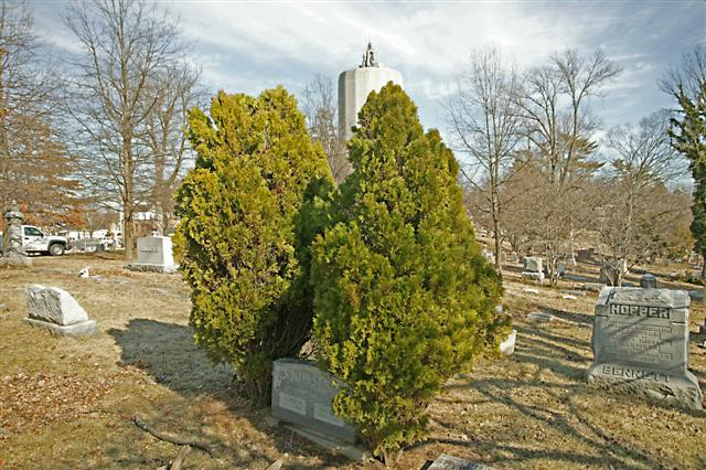 Picture of Thuja orientalis  Oriental Arborvitae