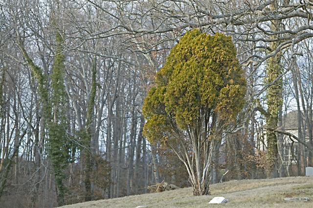 Picture of Thuja orientalis  Oriental Arborvitae