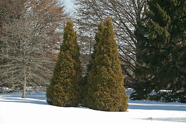 Thuja plicata thujaplicata020609sg(Small).jpg