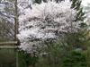 Photo of Genus=Prunus&Species=x yedoensis&Common=Akebono Cherry&Cultivar='Akebono'