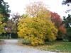 Photo of Genus=Diospyros&Species=virginiana&Common=Persimmon&Cultivar=