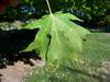 Photo of Genus=Acer&Species=saccharum&Common=Sweet Shadow Sugar Maple&Cultivar='Sweet Shadow'