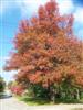 Photo of Genus=Quercus&Species=palustris&Common=Pin Oak&Cultivar=