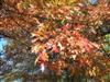 Photo of Genus=Quercus&Species=palustris&Common=Pin Oak&Cultivar=