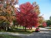 Photo of Genus=Acer&Species=rubrum&Common=Red Sunset Red Maple&Cultivar='Franksred' Red Sunset