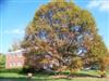 Photo of Genus=Quercus&Species=imbricaria&Common=Shingle Oak&Cultivar=