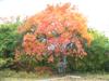 Photo of Genus=Cotinus&Species=obovatus&Common=American Smoketree&Cultivar=