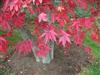 Photo of Genus=Acer&Species=palmatum&Common=Burgundy Lace Japanese Maple&Cultivar='Burgundy Lace'