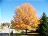 Photo of Genus=Quercus&Species=phellos&Common=Willow Oak&Cultivar=