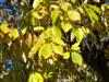 Photo of Genus=Quercus&Species=prinus&Common=Chestnut Oak&Cultivar=