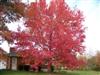 Photo of Genus=Liquidambar&Species=styraciflua&Common= Sweetgum&Cultivar=