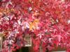 Photo of Genus=Liquidambar&Species=styraciflua&Common= Sweetgum&Cultivar=