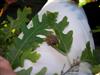 Photo of Genus=Quercus&Species=cerris&Common=Turkey Oak&Cultivar=