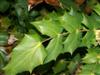 Photo of Genus=Mahonia&Species=bealei&Common=Leatherleaf Mahonia&Cultivar=