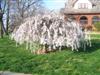 Photo of Genus=Prunus&Species=x&Common=Snow Fountains Weeping Cherry&Cultivar='Snofozam' Snow Fountains