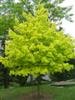 Photo of Genus=Acer&Species=platanoides&Common=Princeton Gold Norway Maple&Cultivar='Princeton Gold'