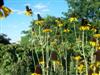 Photo of Genus=Rudbeckia&Species=maxima&Common=Great Coneflower&Cultivar=