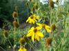 Photo of Genus=Rudbeckia&Species=nititda&Common=Autumn Sun Coneflower&Cultivar='Autumn Sun'