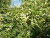 Photo of Genus=Lespedeza&Species=thunbergii&Common=White Bushclover&Cultivar='Avalanche'